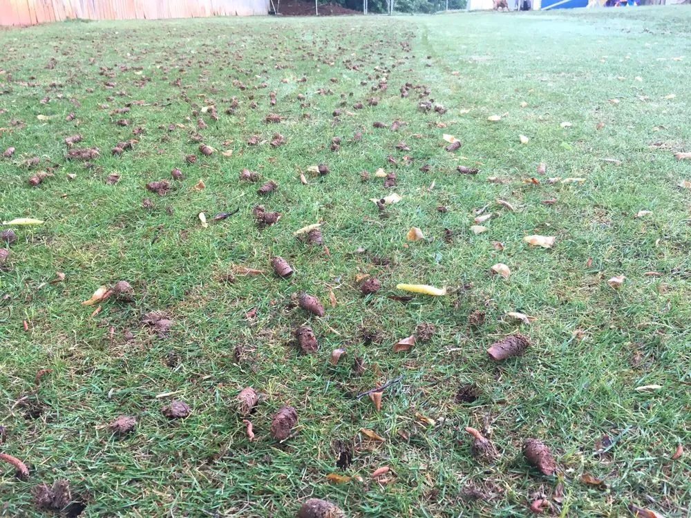 Professional lawn mowing service in Cumming, GA by Atlanta Area Aeration