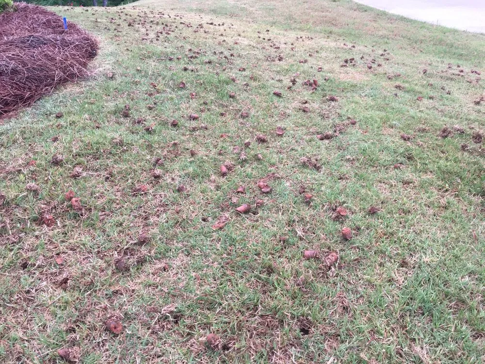 Reliable yard cleanup service for homes in Cumming, GA by Atlanta Area Aeration