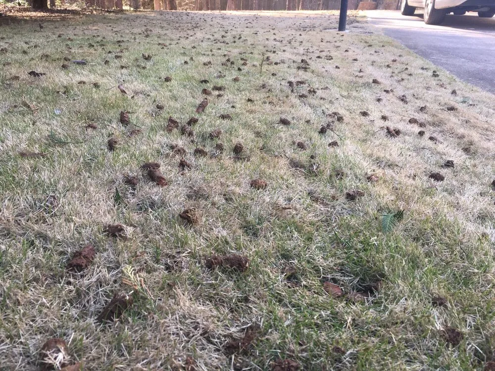 Professional landscape design near you across Cumming, GA - Atlanta Area Aeration