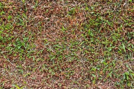 Top-rated outdoor landscaping in Dawsonville, GA by Atlanta Landscape and Fertilization