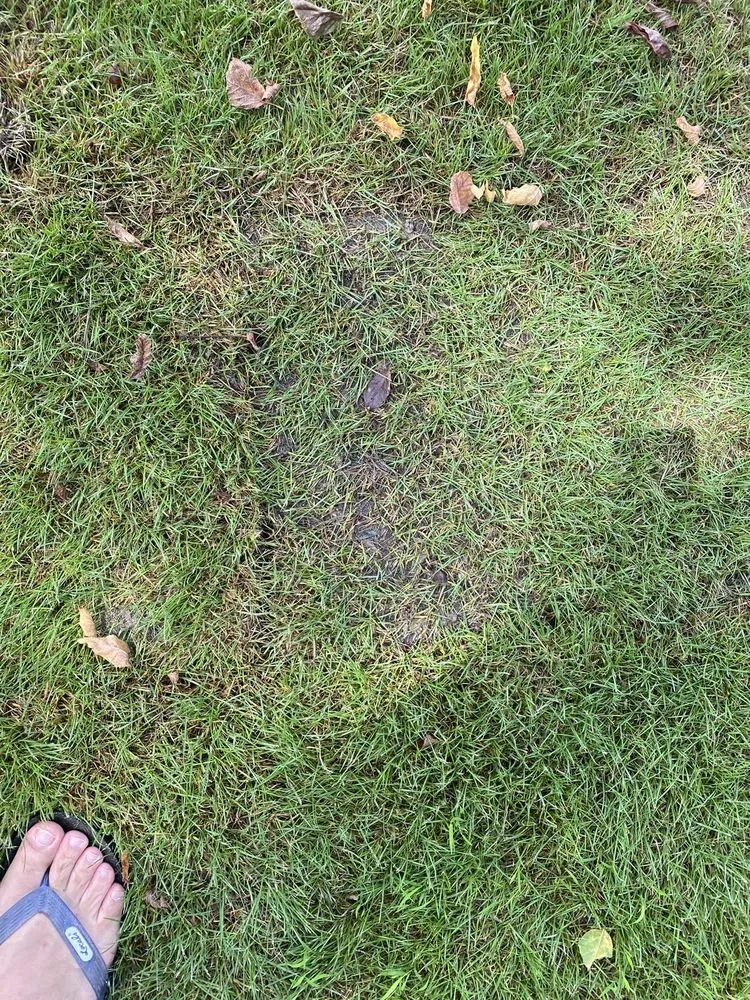 Reliable outdoor landscaping experts serving Conyers, GA - Atlanta Sod Company