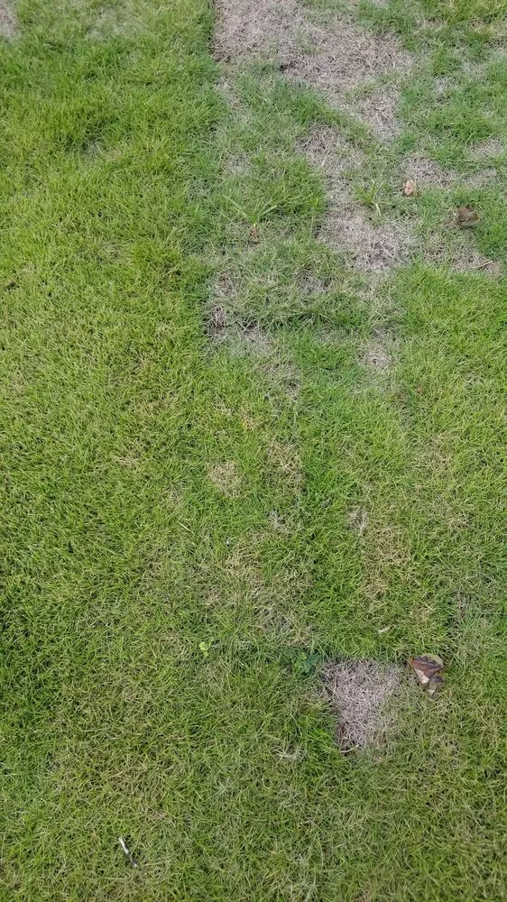 Top-rated residential landscaping experts serving Clarkston, GA - Atlanta Sod Solutions