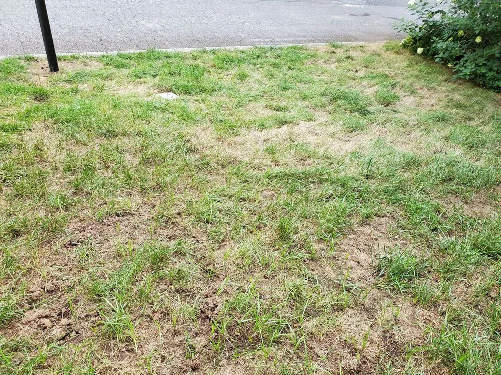 Custom yard maintenance experts serving Clarkston, GA - Atlanta Sod Solutions