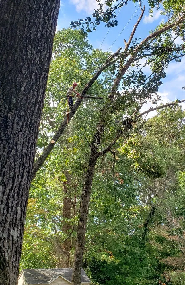 Reliable lawn mowing service experts serving Norcross, GA - Atlanta Tree Movers