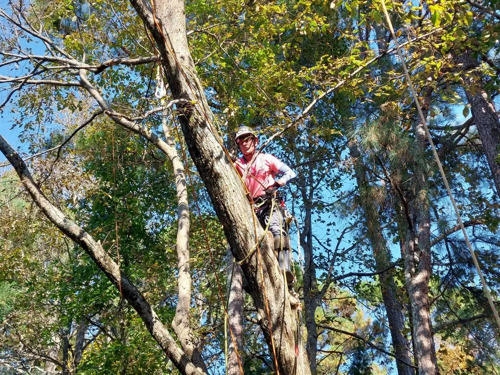 Trusted yard cleanup service experts serving Norcross, GA - Atlanta Tree Movers