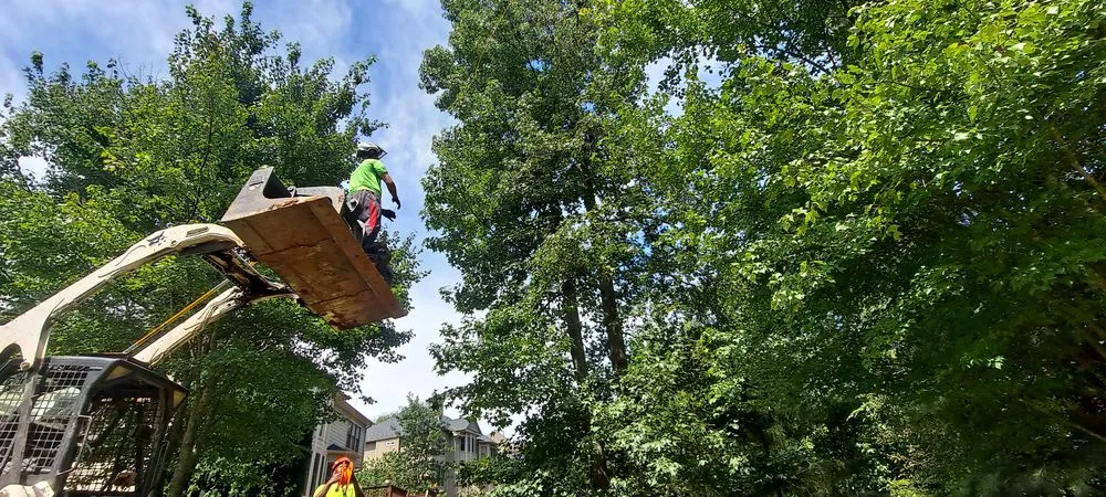 Expert yard cleanup service for homes in Norcross, GA by Atlanta Tree Movers