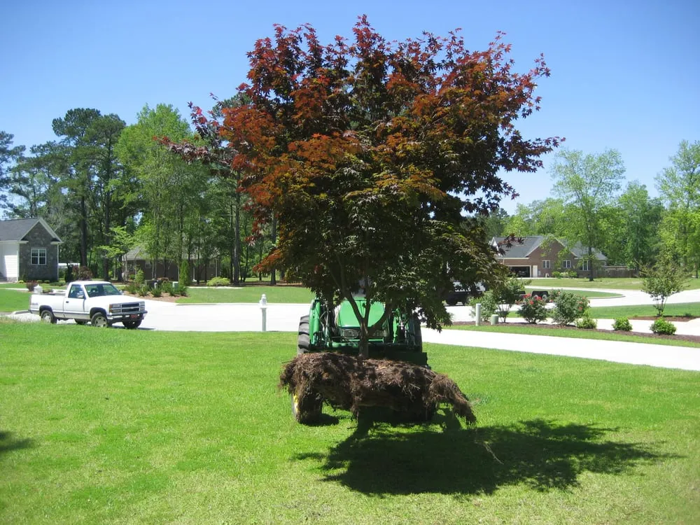 Reliable yard cleanup service in New Bern, NC by Atlantic Coast Landscape Company