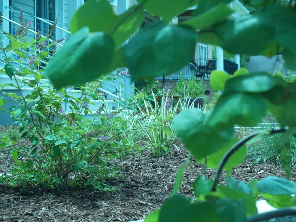 Professional lawn care service for outdoor upgrades in New Bern, NC by Atlantic Coast Landscape Company