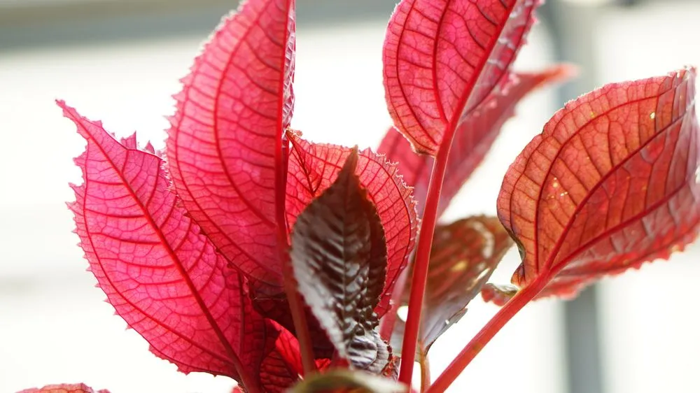 Top-rated outdoor landscaping near you in Raleigh, NC by Atlantic Gardening Company