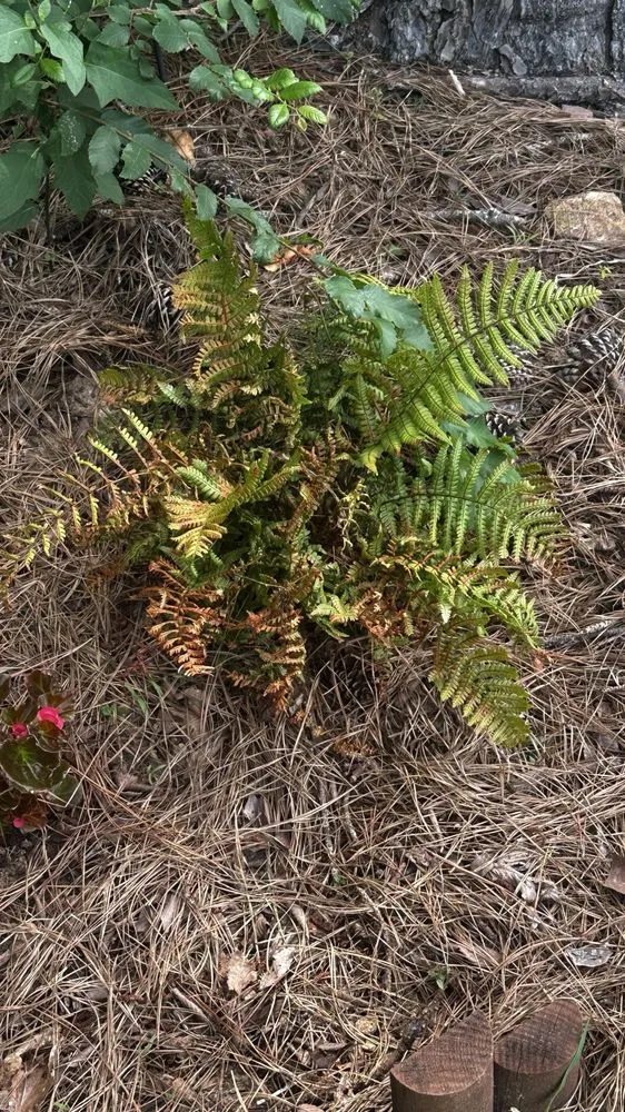 Affordable landscape installation experts serving Raleigh, NC - Atlantic Gardening Company