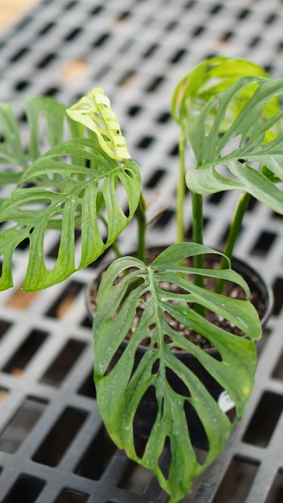 Reliable yard maintenance in Raleigh, NC - Atlantic Gardening Company