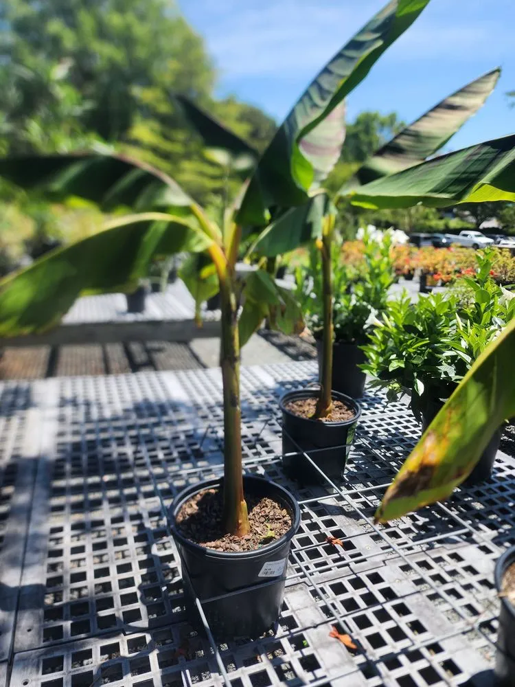 Local landscape design for year-round maintenance across Raleigh, NC - Atlantic Gardening Company