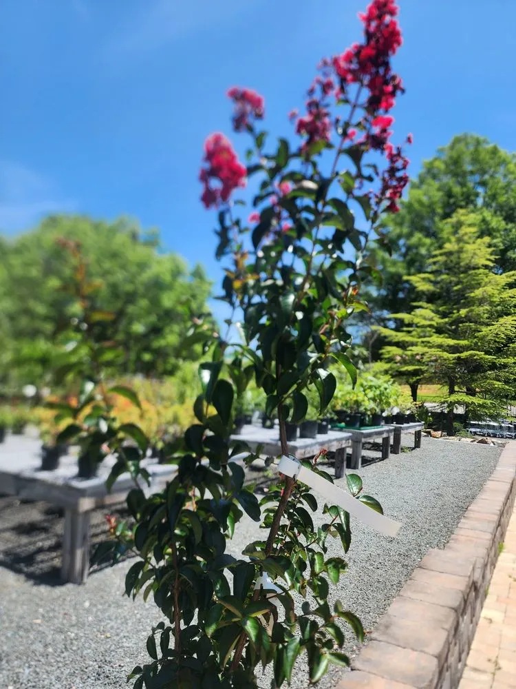 Affordable outdoor landscaping for homes in Raleigh, NC by Atlantic Gardening Company