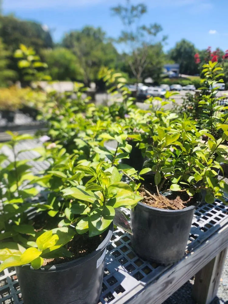 Top-rated yard cleanup service for homes across Raleigh, NC - Atlantic Gardening Company