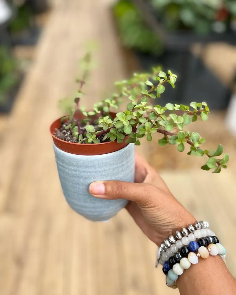 Top-rated garden landscaping in Raleigh, NC - Atlantic Gardening Company