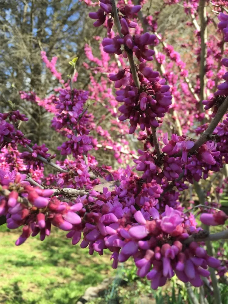 Affordable landscape installation for year-round maintenance across Wilmington, DE - Atlantic Landscape Company