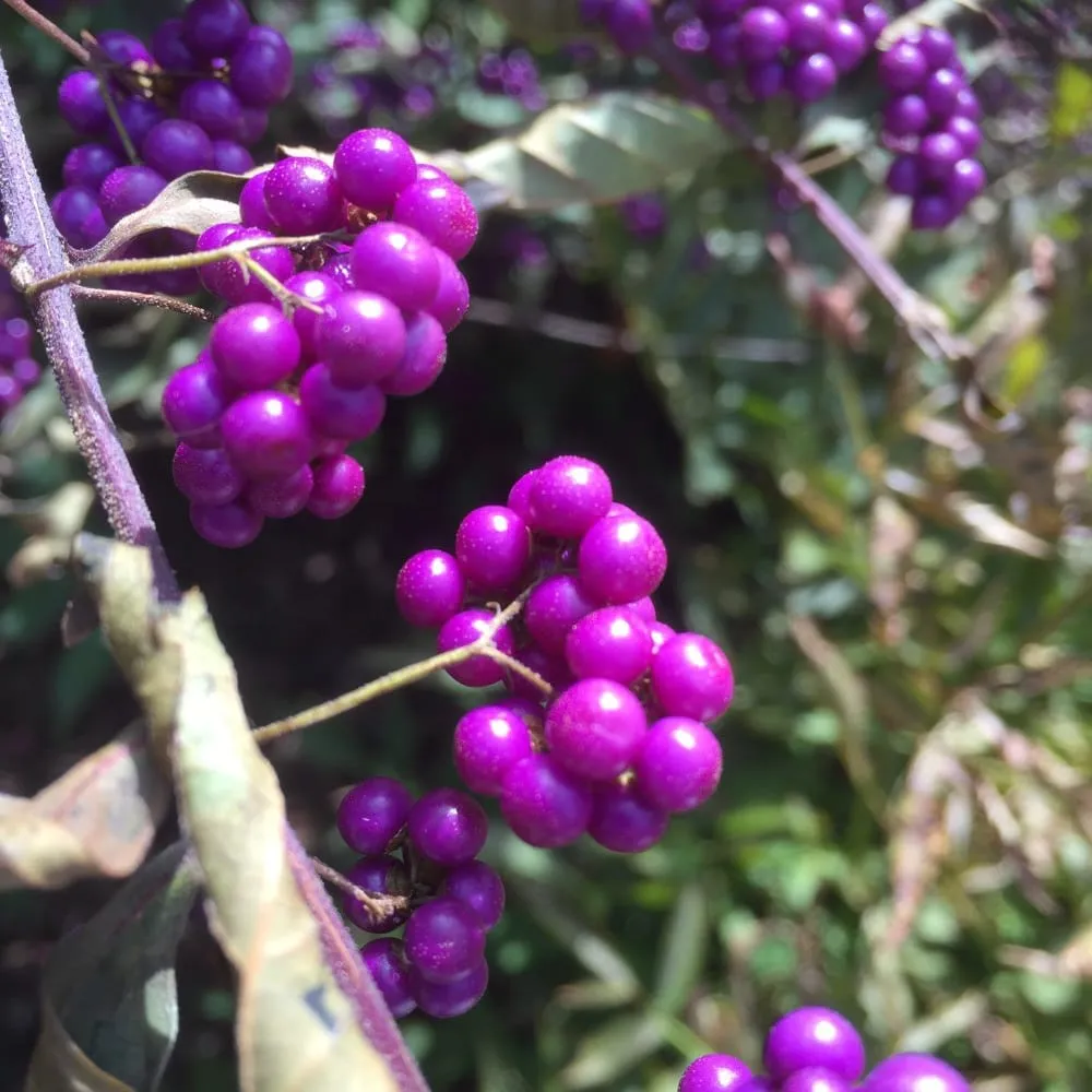 Expert landscape installation experts serving Wilmington, DE - Atlantic Landscape Company