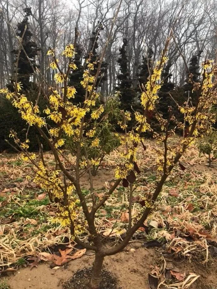 Expert landscape installation for homes across Ellsworth, ME - Atlantic Landscape Construction