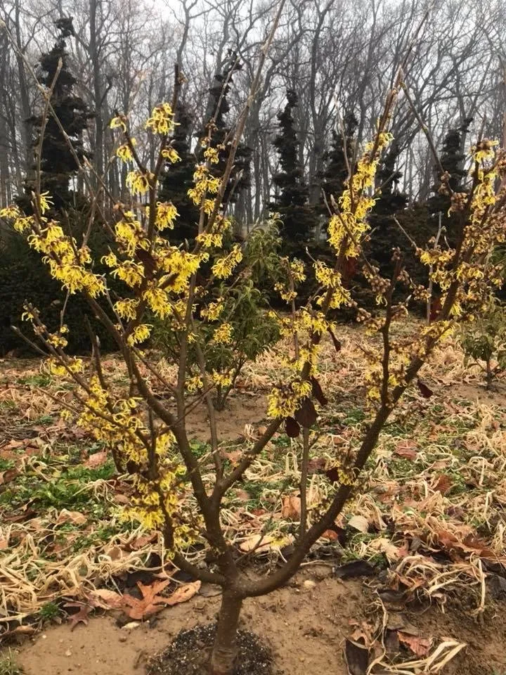 Expert landscape design in Ellsworth, ME by Atlantic Landscape Construction