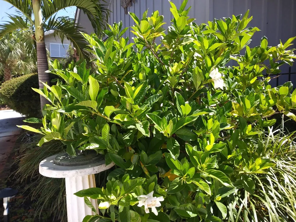 Trusted lawn care service in Port St. Lucie, FL - Atlantic Landscape