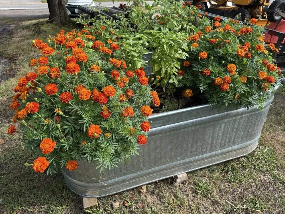 Professional landscaping services for beautiful yards across Jamestown, RI - Atlantic Lawn and Garden