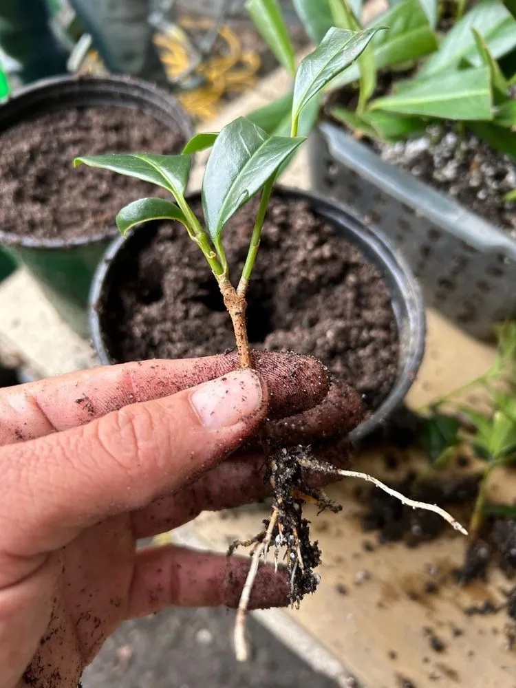 Reliable lawn care service for homes in Jamestown, RI by Atlantic Lawn and Garden