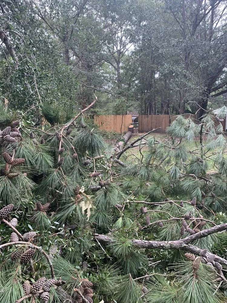 Trusted lawn care service in Wilmington, NC by Atlantic lawn And Tree