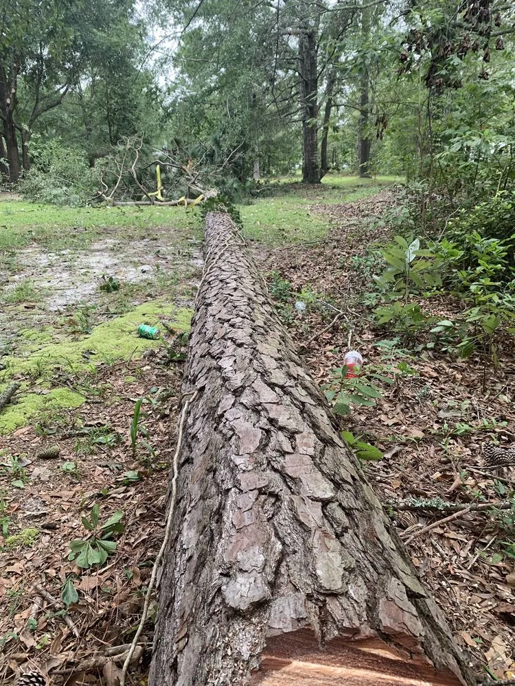 Top-rated outdoor landscaping in Wilmington, NC - Atlantic lawn And Tree