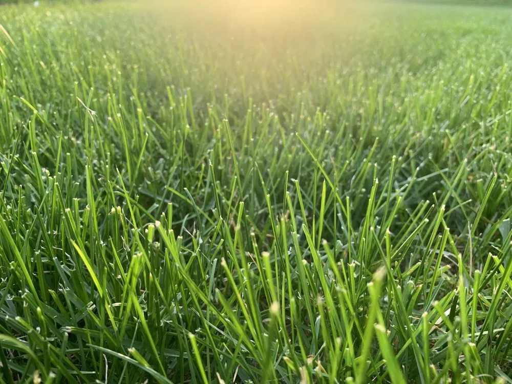 Local yard cleanup service for residential properties in Brunswick, ME by Atlantic Lawn Care & Landscape