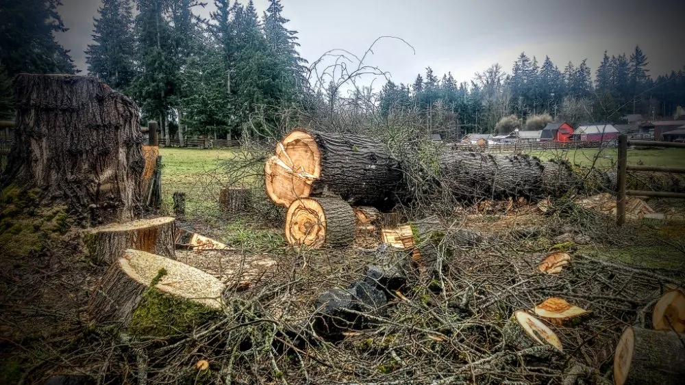 Custom lawn care service for outdoor upgrades in Maple Valley, WA by Atlantis Landscape Design