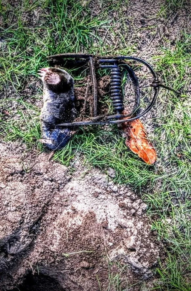 Reliable garden landscaping for residential properties across Maple Valley, WA - Atlantis Landscape Design