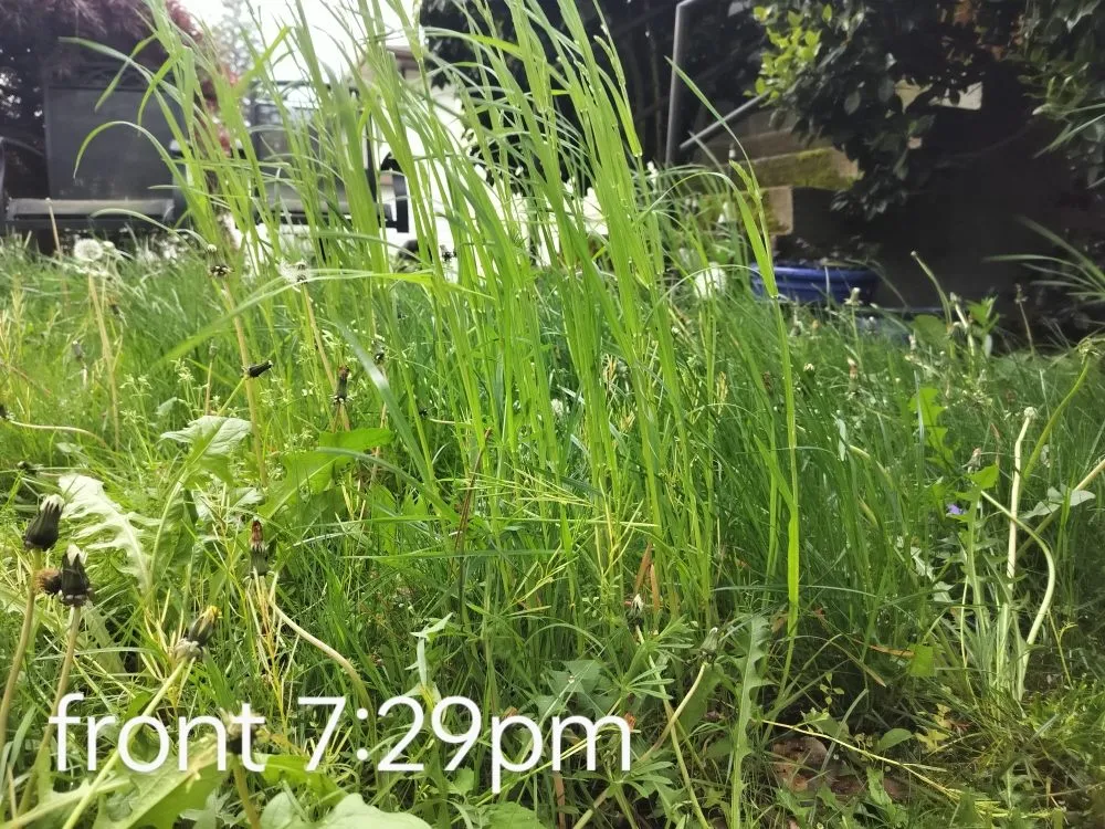 Expert lawn mowing service experts serving Maple Valley, WA - Atlantis Landscape Design