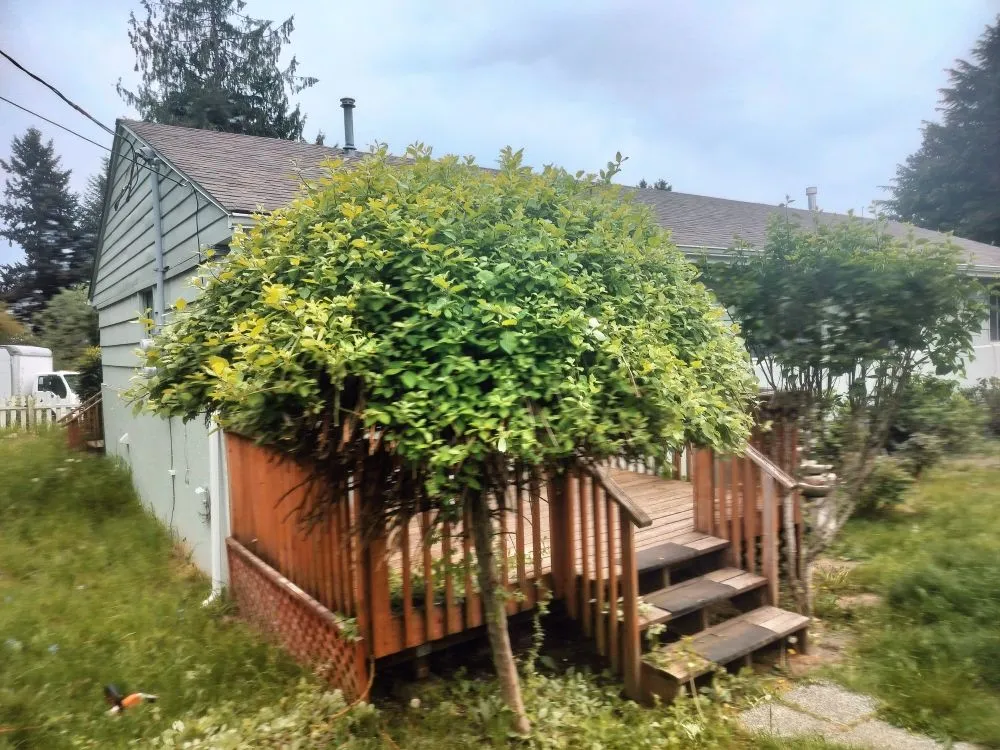 Custom lawn mowing service for residential properties in Maple Valley, WA by Atlantis Landscape Design