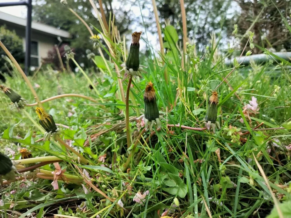 Affordable lawn care service in Maple Valley, WA - Atlantis Landscape Design