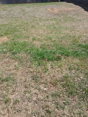 Atlas Green Lawn Logo