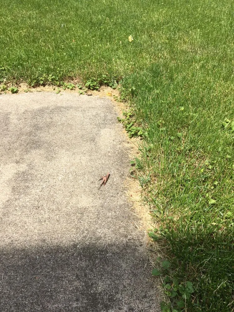 Custom yard maintenance in West Lafayette, IN - Atlas Lawn Care