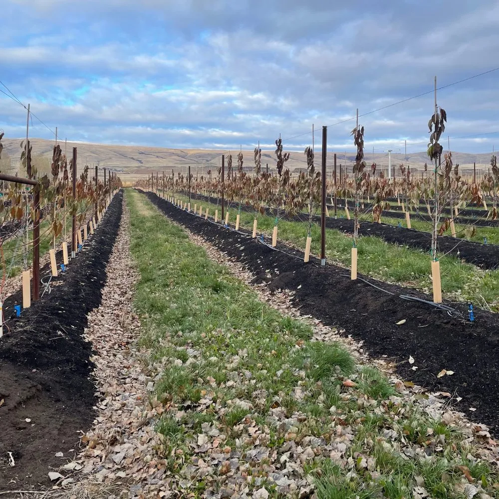 Affordable residential landscaping with custom design in Gonzales, CA by Atlas Organics