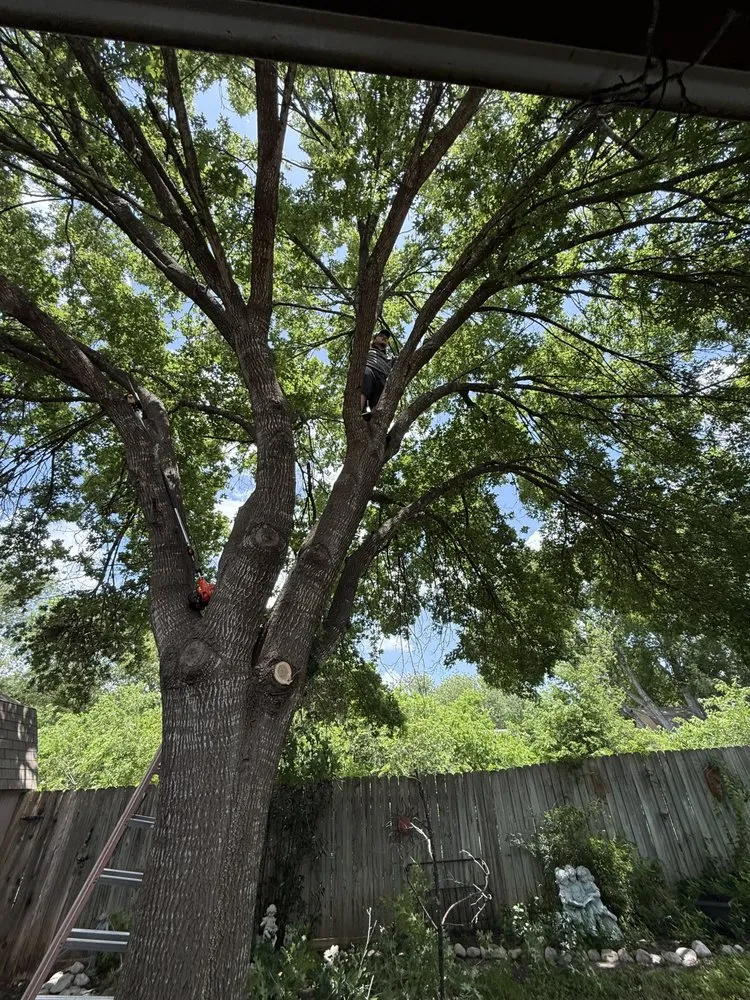 Reliable landscape design experts serving San Antonio, TX - Atlas Tree