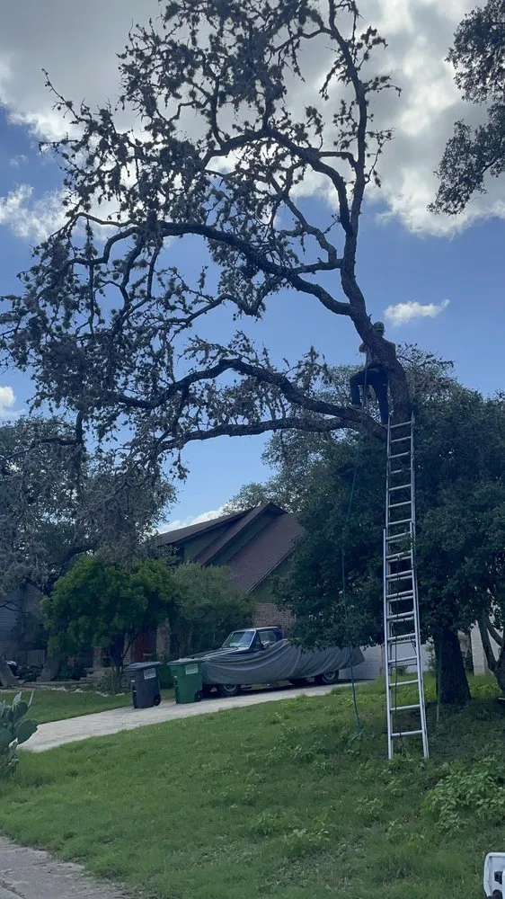 Top-rated yard cleanup service for homes in San Antonio, TX by Atlas Tree