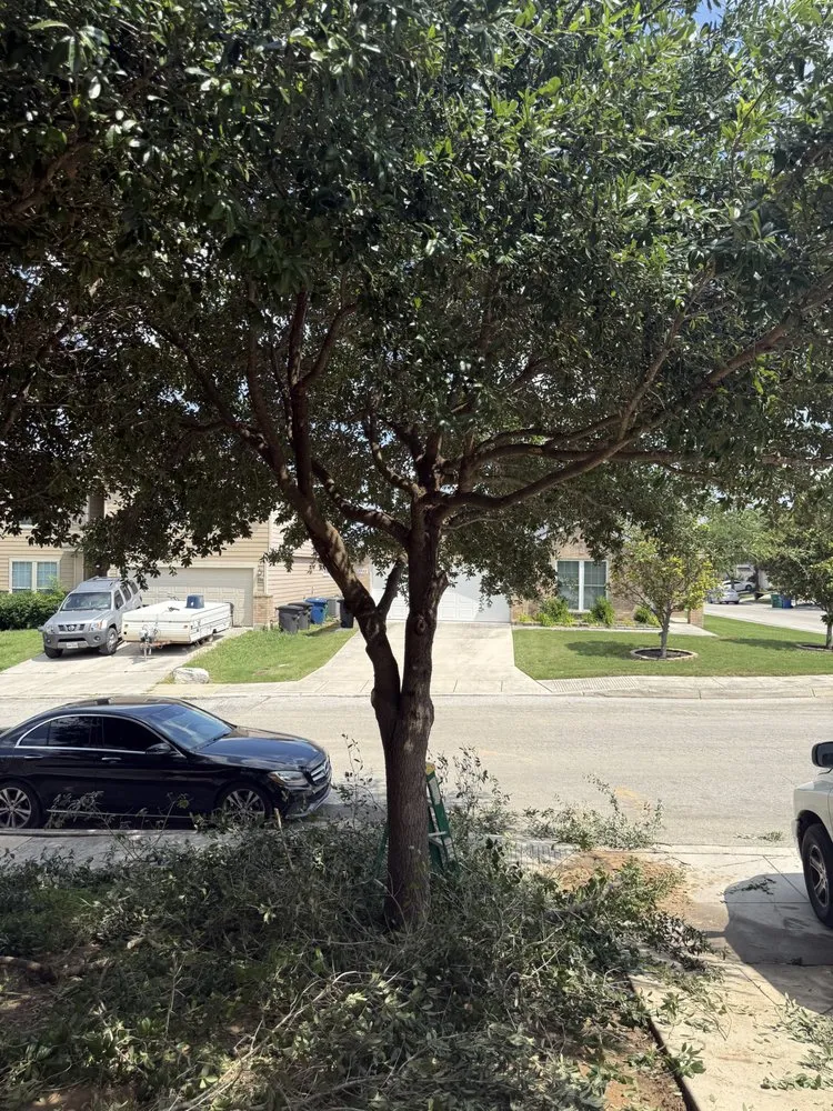 Trusted landscaping services in San Antonio, TX - Atlas Tree