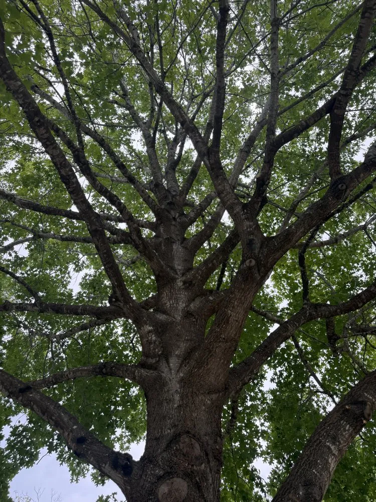 Local lawn mowing service experts serving San Antonio, TX - Atlas Tree