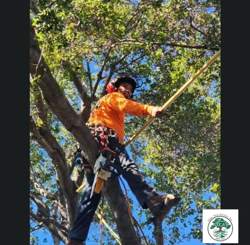 Expert residential landscaping in Concord, CA - Atlas Tree Service