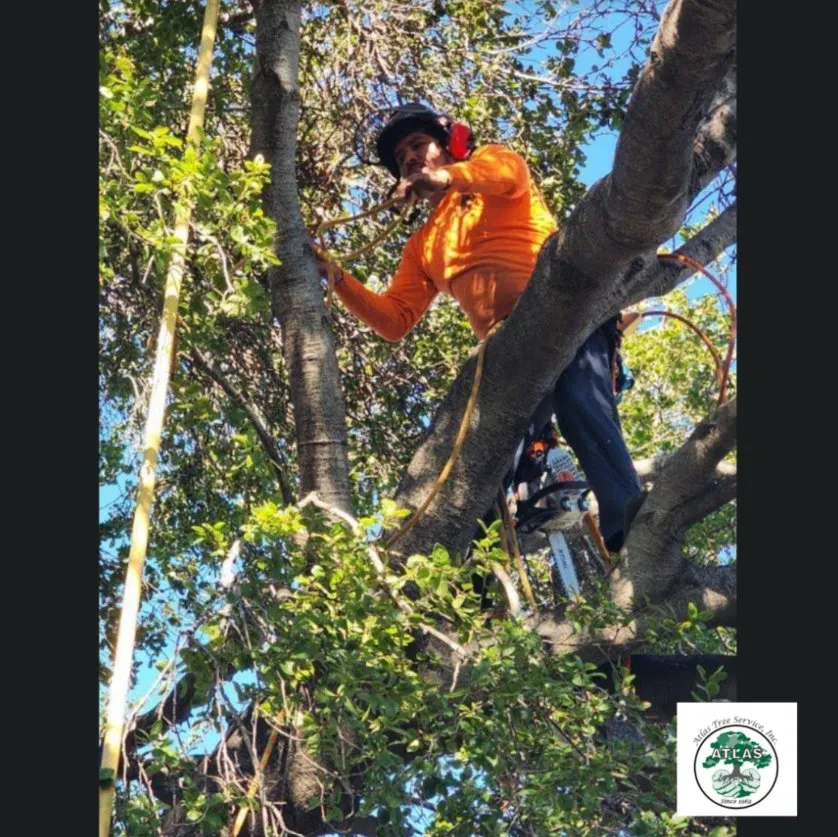 Trusted yard cleanup service for residential properties across Concord, CA - Atlas Tree Service