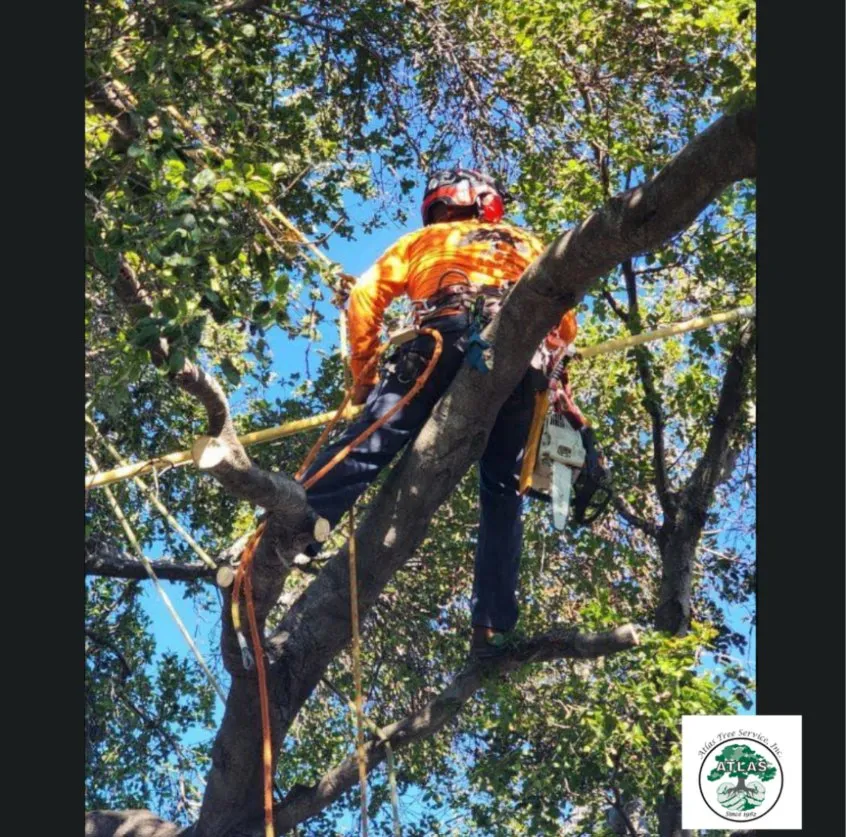 Reliable landscaping services in Concord, CA by Atlas Tree Service