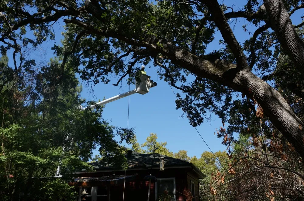 Top-rated lawn mowing service near you in Concord, CA by Atlas Tree Service