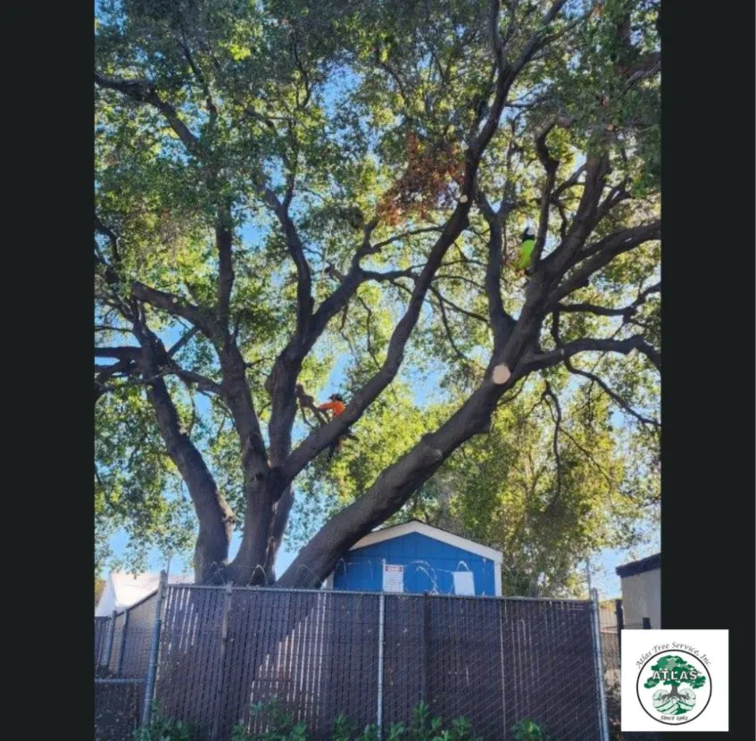 Local yard cleanup service near you across Concord, CA - Atlas Tree Service