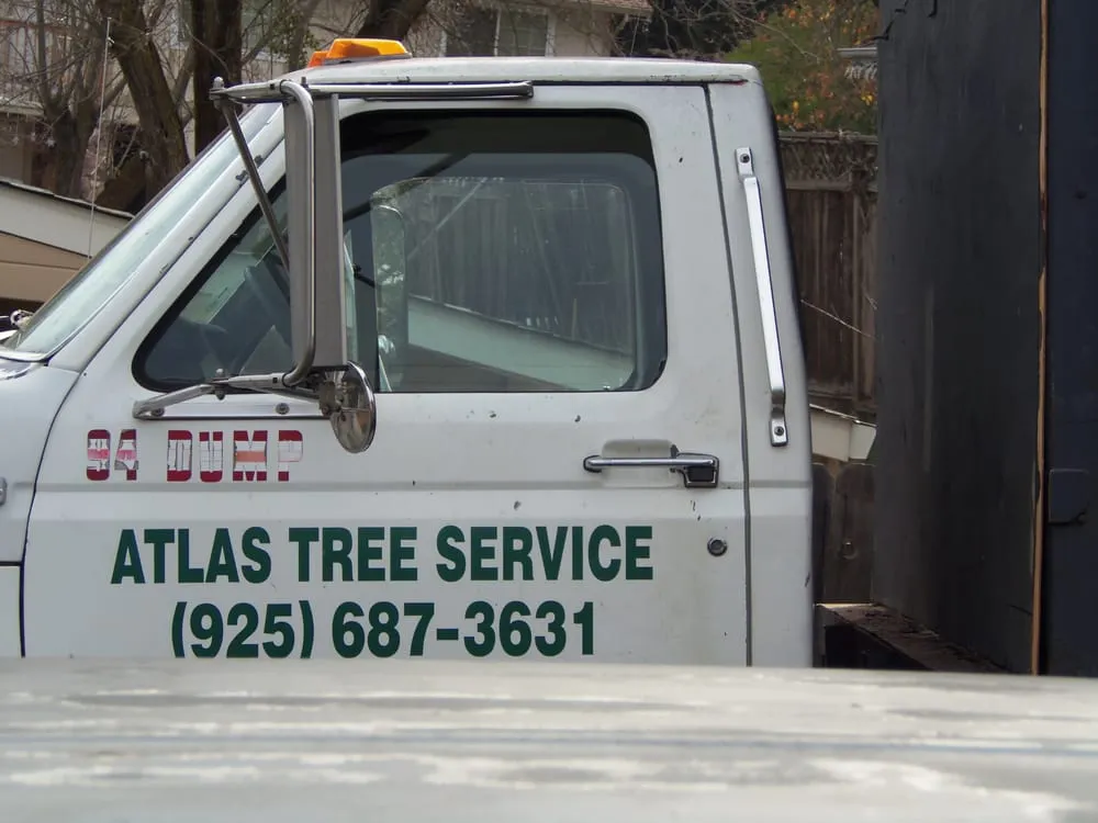 Local yard cleanup service in Concord, CA by Atlas Tree Service