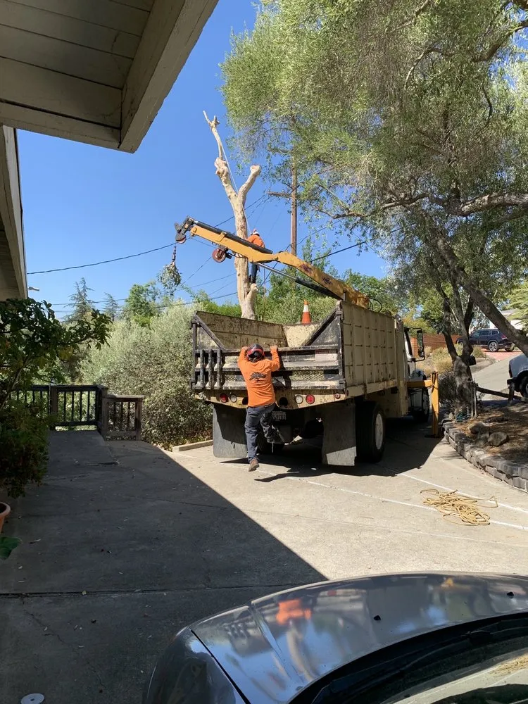Expert yard cleanup service experts serving Concord, CA - Atlas Tree Service