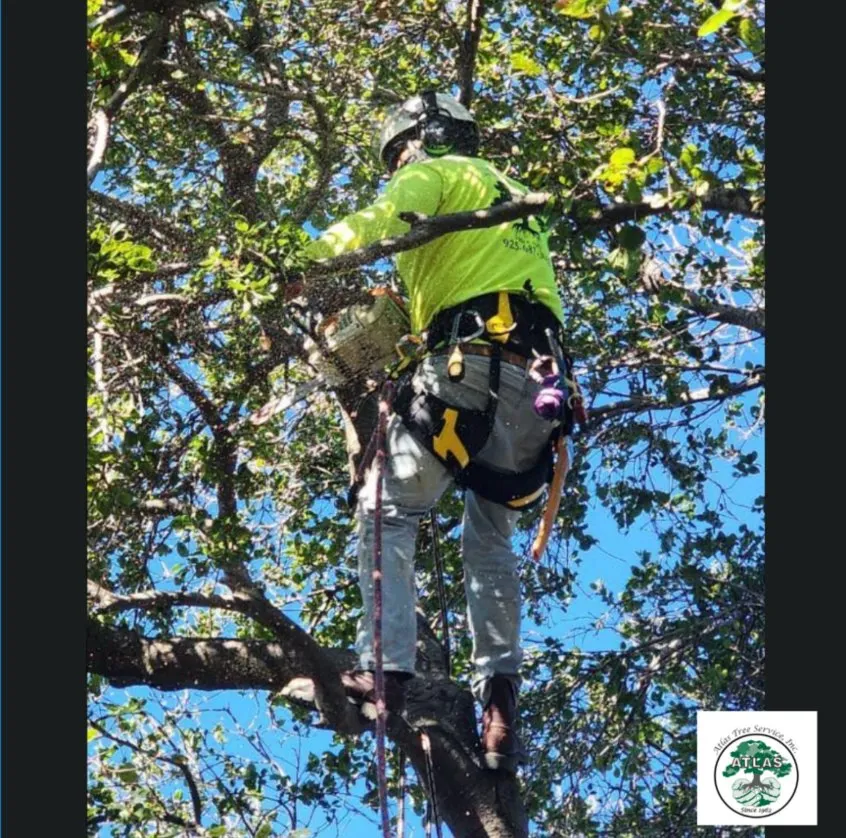 Custom residential landscaping for homes in Concord, CA by Atlas Tree Service