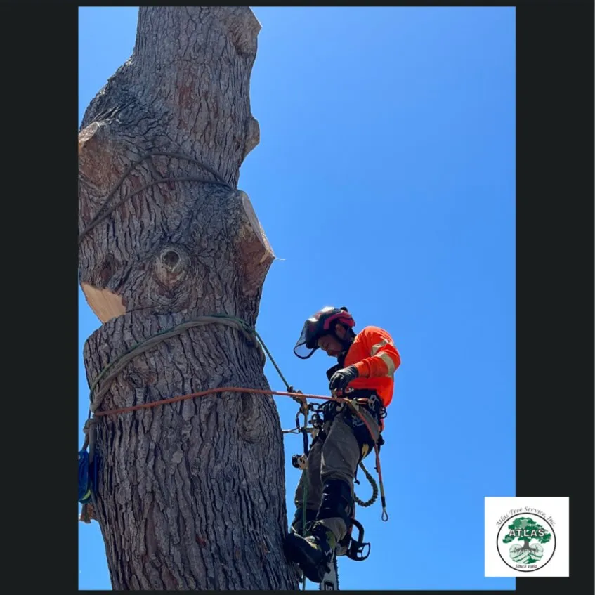 Reliable landscape installation in Concord, CA by Atlas Tree Service